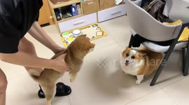 Dog shows teeth during awkward first meeting in Zhejiang, China
