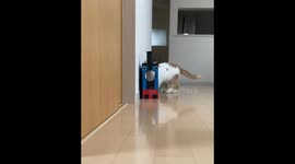 Cat turns into walking train in colorful costume in Anhui, China