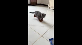 Kitten struggles to walk in tiny shoes in Hebei, China