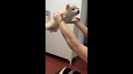 Stiff dog flies for the first time, tail keeps wagging in Jiangsu, China