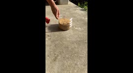 Chicken hilariously pecks wrong side of container in Hunan, China