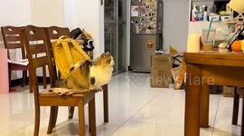 Cat falls short in table jump in Guangxi, China