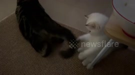 Kitten tries to catch playful cat's tail in Guangdong, China