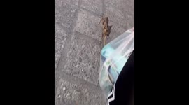 Heartwarming walk and bonding with a young deer in Amol, Iran