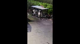 Pug's funny hoarse barking, in Guangdong, China