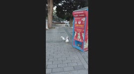 Seagulls Meowing