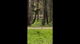 Red Squirrel Kitten Rescue After Crow's Assault