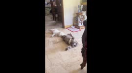 My Dog Inviting My Other Dog to Play