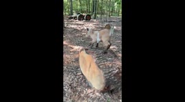 Energetic Baby Goat Goes Wild Jumping on Logs