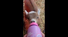 Adorable Baby Goat Gets a Bottle on Our Homestead