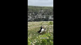 Skomer island aka puffin island! An island full of the cutest little birds you can walk around and get super close to while still respecting their habitat.