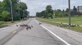 US: Geese Families Safely Cross NY Road Thanks to Motorists