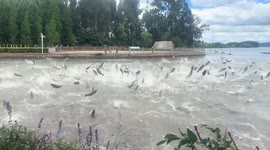 Fish leaping from water sparks earthquake fears in China