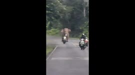 Angry wild elephant chases away motorcycle riders on rural road