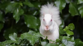 Rare one-in-100,000 albino squirrel spotted in south London garden