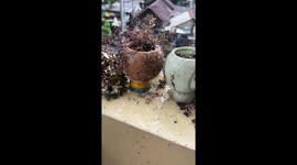 Thousands of black ants invade woman's plant pots