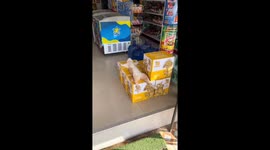 Amusing moment pet cat naps on boxes of beer