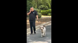 Humorous dog walking with oversized chain, in Henan, China