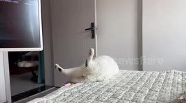 Clumsy cat keeps falling off the bed in Shanghai, China