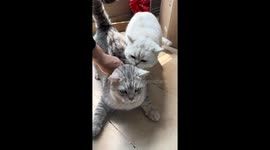 Cat helper assists with nail trim in Sichuan, China