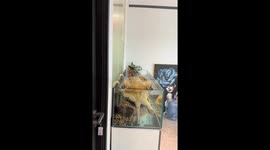 Snapping turtle tumbles from aquarium in Zhejiang, China