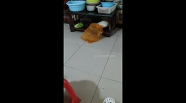Kitten wriggles in net bag in Hubei, China
