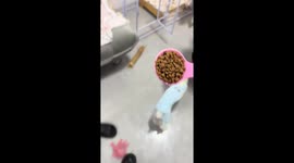 Excited dog causes food spill in Liaoning, China