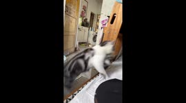Cat drops kitten in trash bin in Anhui, China