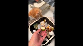 Funny kitten refuses fruit skin in Shanghai, China