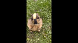Funny groundhog cookie heist, in Shandong, China