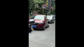 Dog finds the perfect back scratch under a vehicle in Sichuan, China