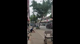 Resident picks up puppy moments before tree falls down