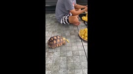 Hungry pet tortoise eats jackfruit with owners