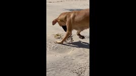 Dog and Crab Play Fighting