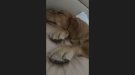 Our Little Sleeping Musician