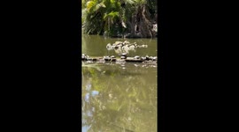 Turtles Strike Balanced Pose