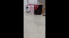 Kitten walks on hind legs in split position