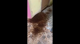 Resident shocked to find thousands of bugs covering floor inside her home