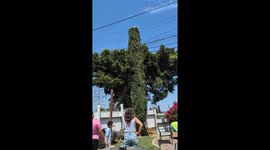 Dog Rescued From Treetops