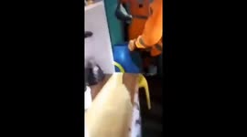 Firemen rescue opossums trapped in house and release it into forest in Brazil