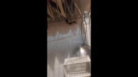 Snake caught slithering through pots and pans in family's kitchen
