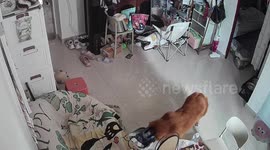 Curious dog gets head caught in milk tea bag