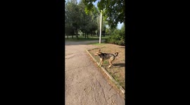 Dog who seriously injured front paws in ukraine explosion learns to hop ‘like kangaroo’
