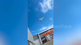 Seagull chases teen through car park and to the shop