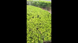 Playful dog surprises owner by popping out of bush hole in Liaoning, China