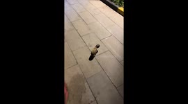 Hedgehog gets head stuck in toy barrel in Anhui, China