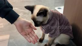 Cat responds to toy gun with handshake in Shaanxi, China