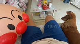 Dog barks in surprise at Anpanman balloon in Shandong, China