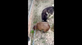 Husky and capybara play together like rival siblings