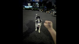 Smart dog does backflip and handshake in Zhejiang, China